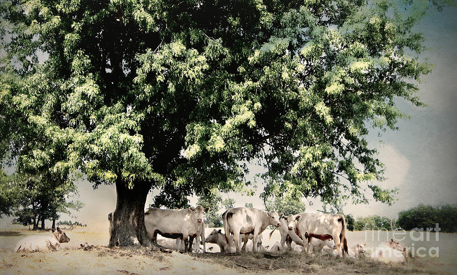White Cows Photograph by Beth Ferris Sale