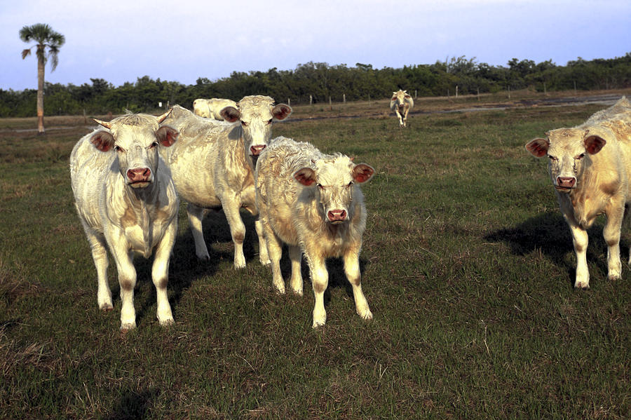 White Cows Photograph by Sally Weigand