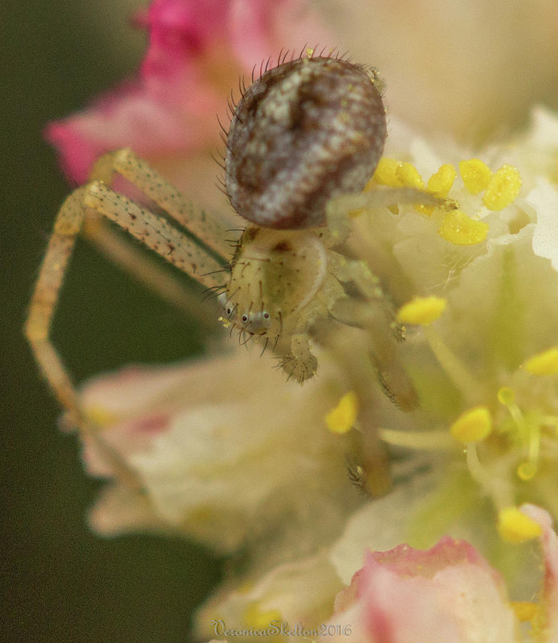 White Crab Spider Photograph by Veronica Skelton - Fine Art America