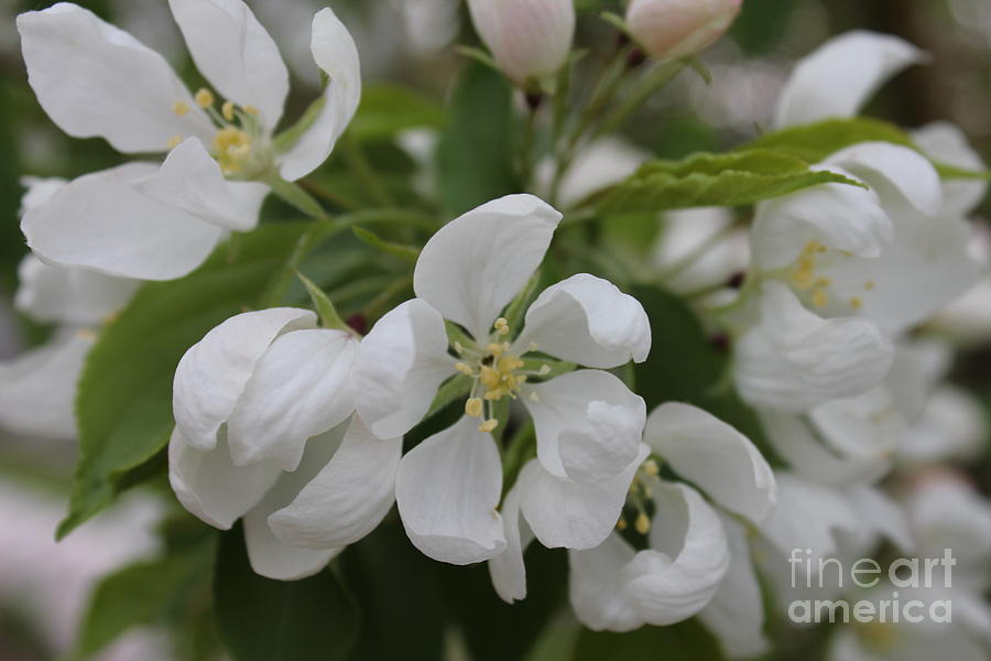 White Crabapple 2 Photograph by Donna L Munro