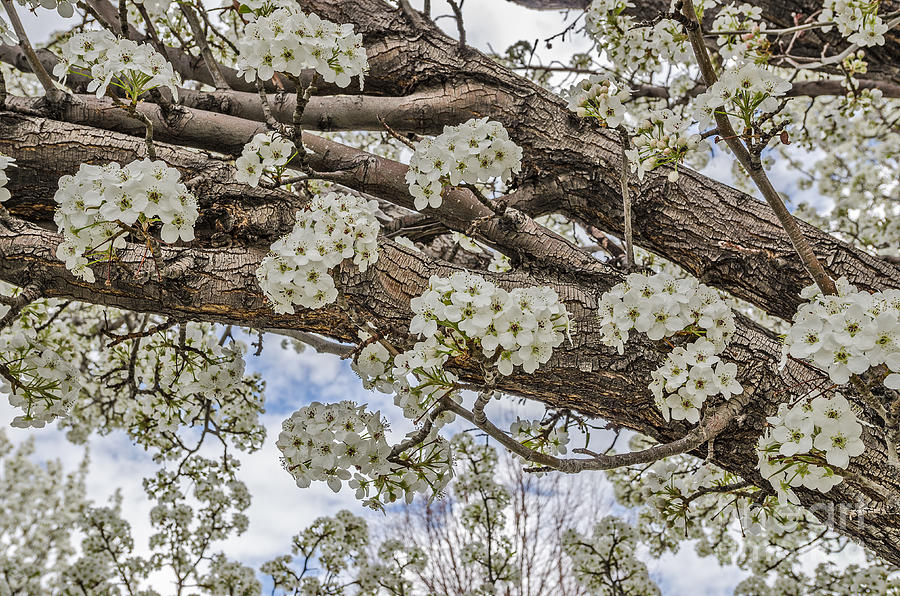 White Crabapple Blossoms Photograph by Sue Smith