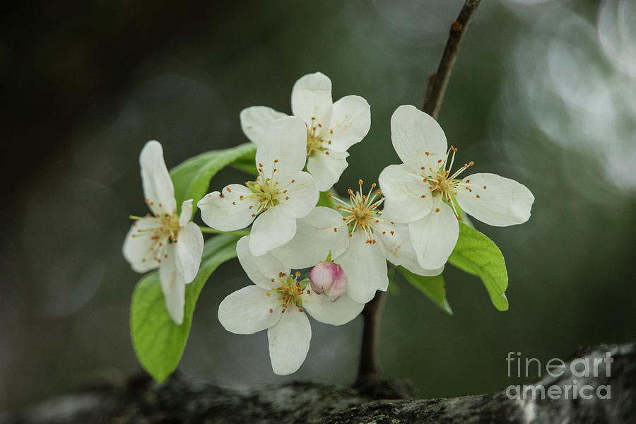 White Crabapple Blossoms Photograph by Teresa Wilson - Fine Art America