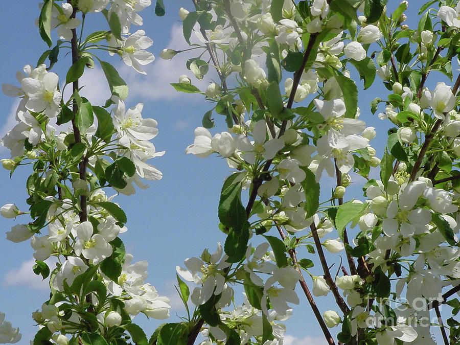 White Crabapple Photograph by Donna L Munro
