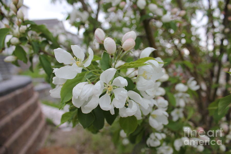 White Crabapple Floral Photograph by Donna L Munro