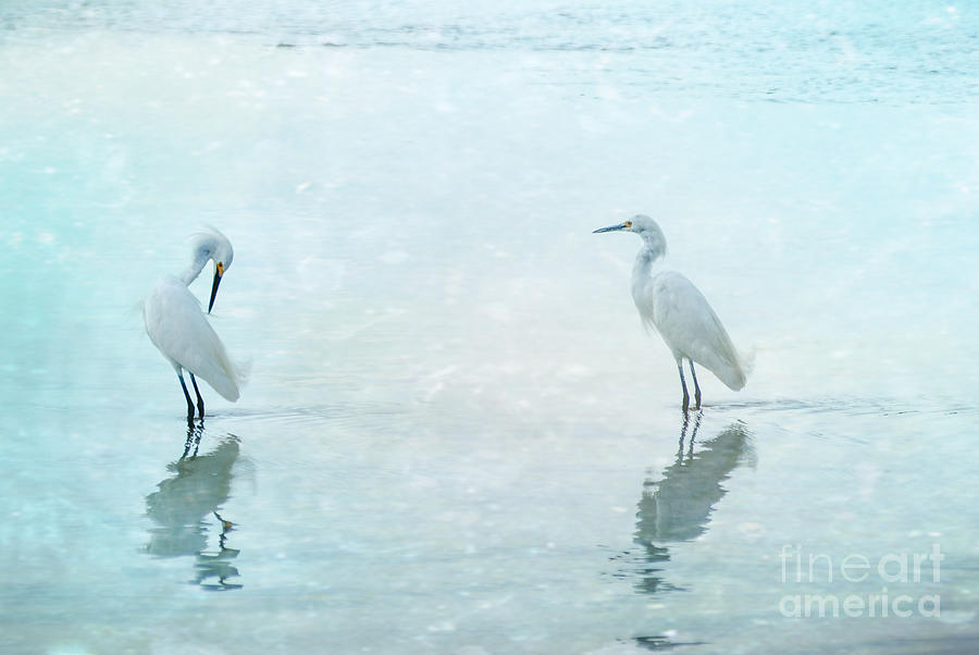 Bird Photograph - White Cranes - Blue by Hannes Cmarits