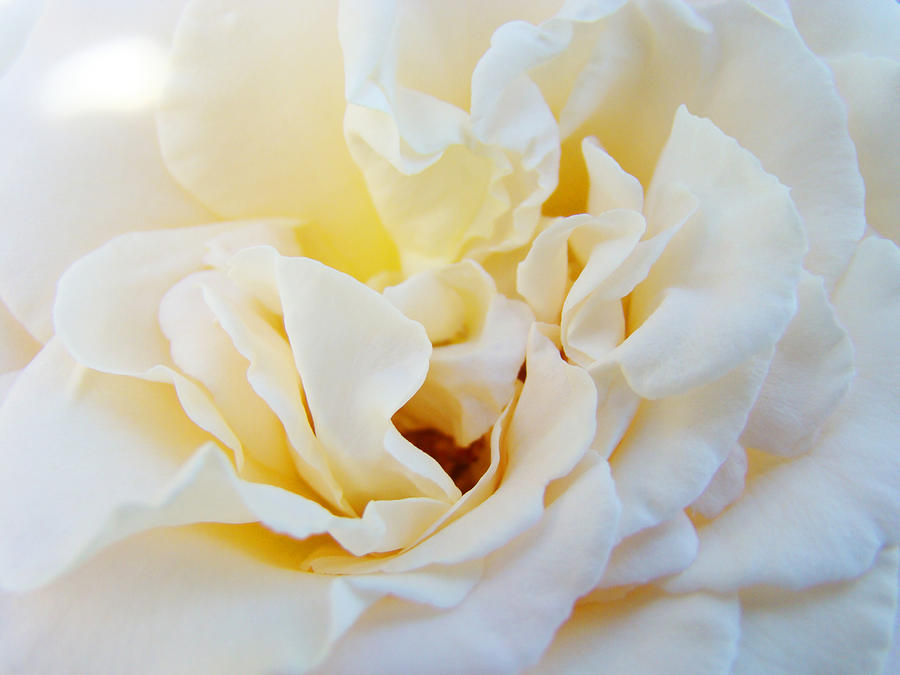 Flower Photograph - White Creamy Pastel Rose Flower Baslee Troutman by Patti Baslee