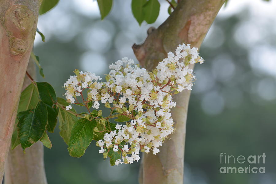 White Crepe Myrtle Photograph by Maria Urso