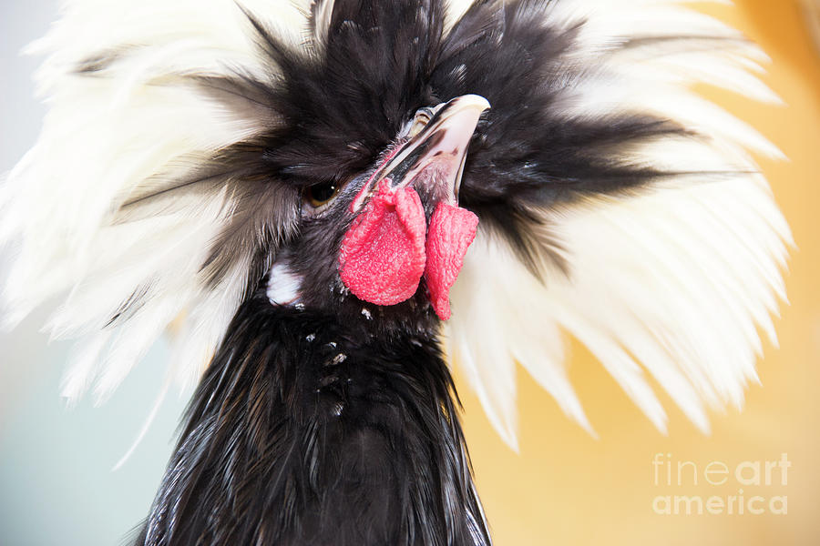 White Crested Black Polish  Photograph by Jeannette Hunt