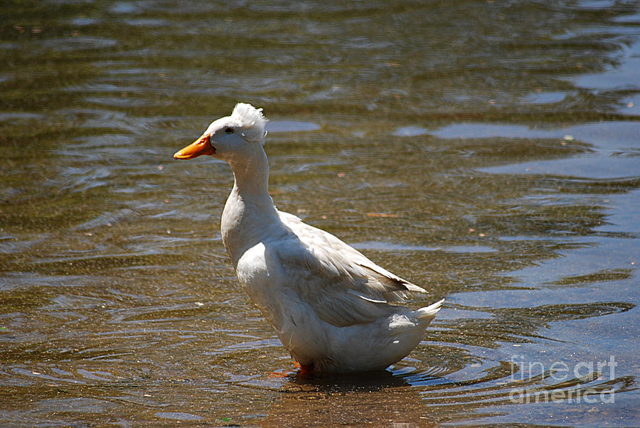 White-Crested Duck 20130512_22 Photograph by Tina Hopkins - Fine Art