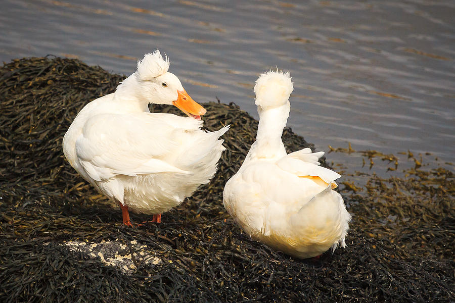 White Crested Duck Photograph by Joni Eskridge