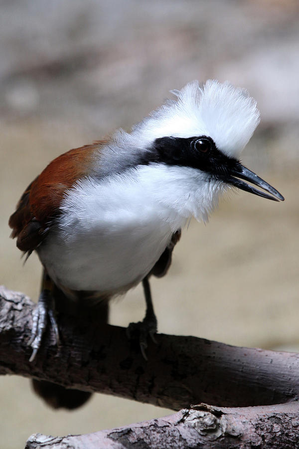 White Crested Laughingthrush Photograph by Olga Kornienko - Fine Art ...