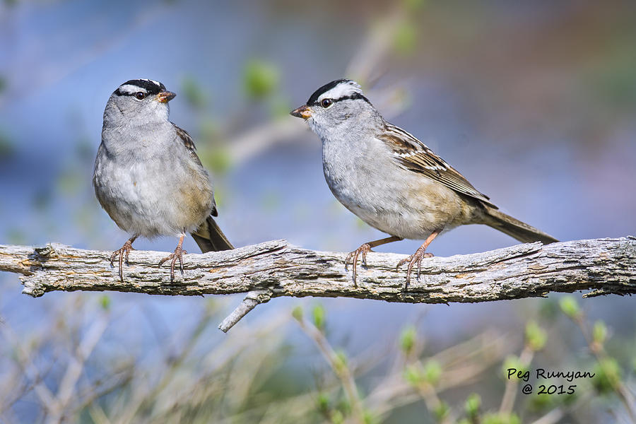White Crested Sparrows Photograph by Peg Runyan