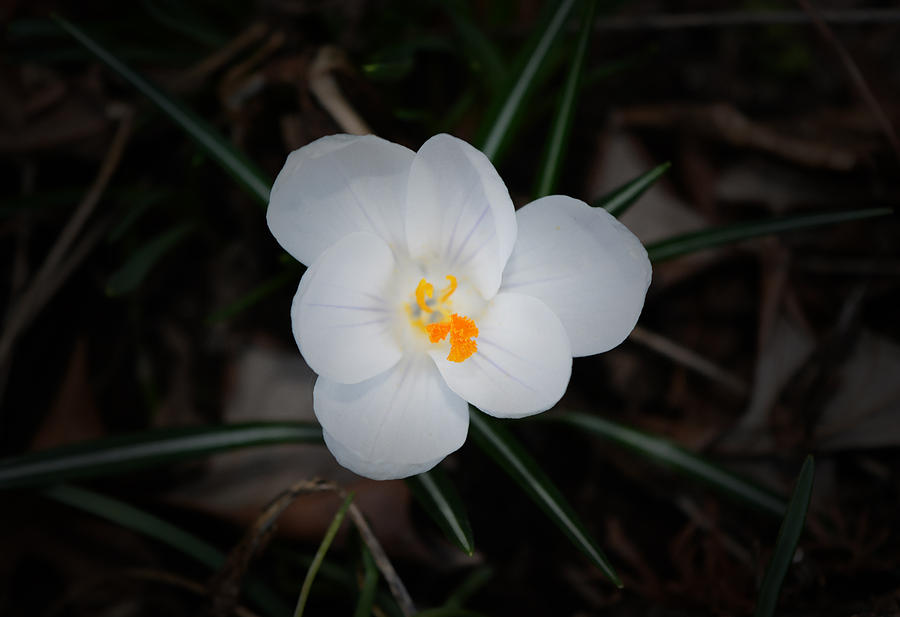 Spring Photograph - White Crocus - 2015 B by Richard Andrews