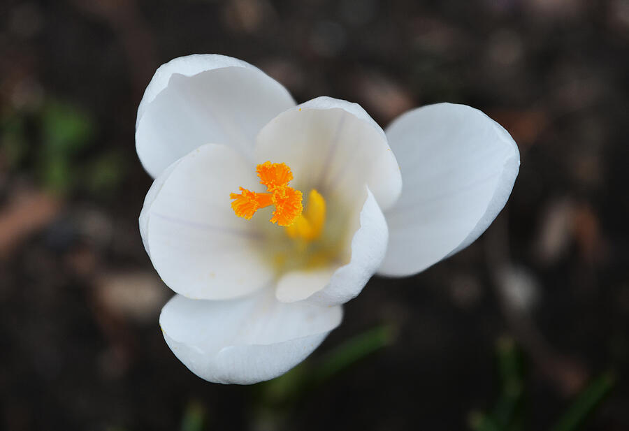 Flower Photograph - White Crocus - 2015 by Richard Andrews
