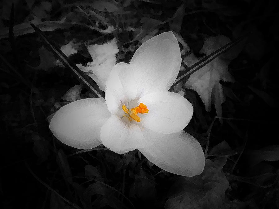 Spring Photograph - White Crocus - Edit by Richard Andrews