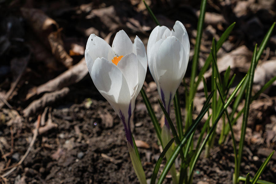 White Crocus In Bloom Photograph by Jeff Severson