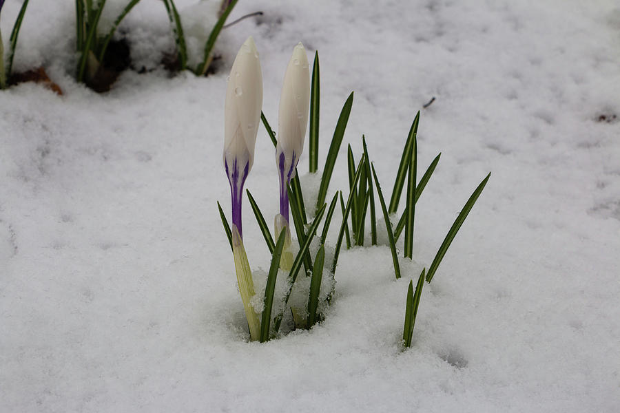 White Crocus in Snow Photograph by Jeff Severson