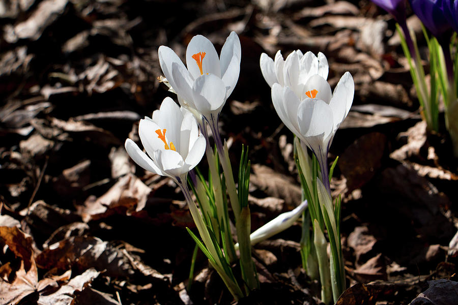 White Crocus in Spring Photograph by Jeff Severson