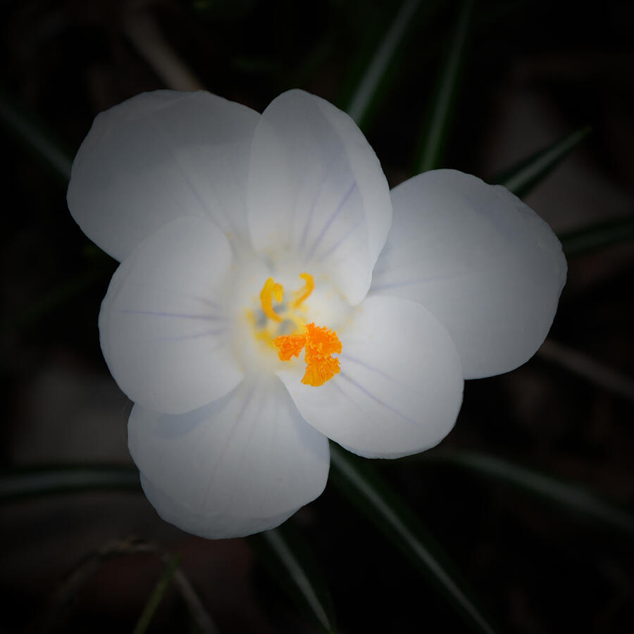 White Crocus - Square Photograph by Richard Andrews