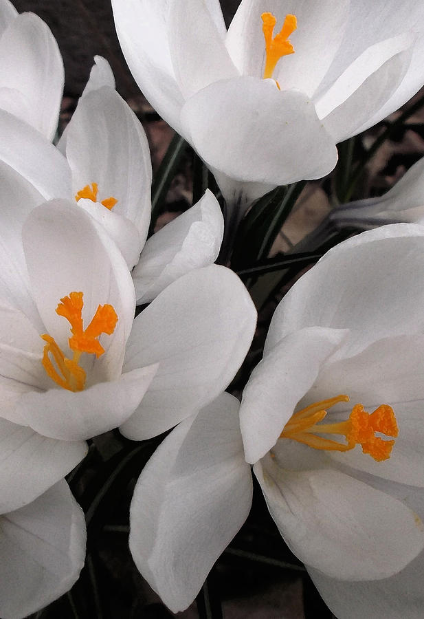 Spring Photograph - White Crocuses - 2015 by Richard Andrews