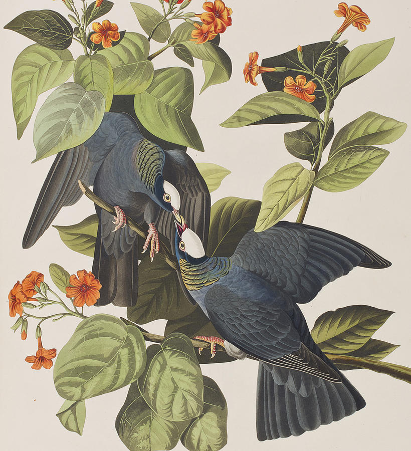 John James Audubon Painting - White Crowned Pigeon by John James Audubon