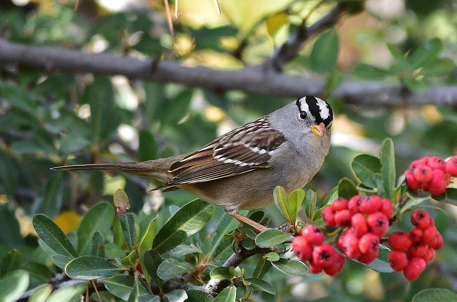 White Crowned Sparrow 1 Photograph by Linda Brody