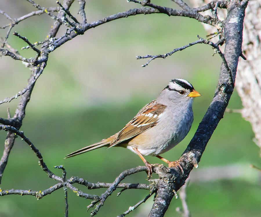 White-crowned Sparrow - Adult 3 Photograph by Alan C Wade