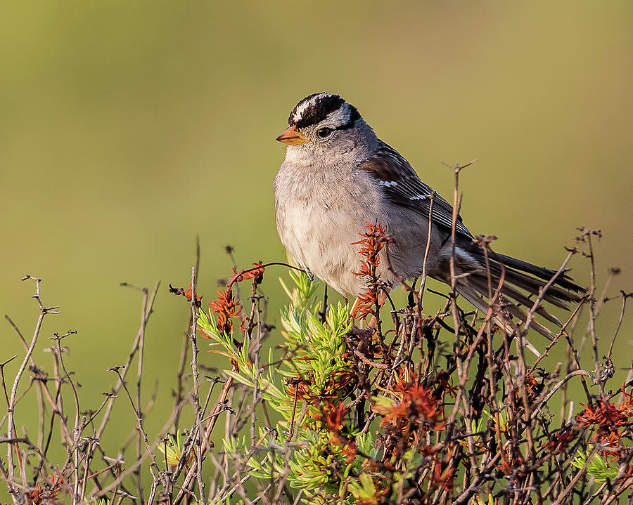 Bird Photograph - White-Crowned Sparrow at Sunrise by Morris Finkelstein