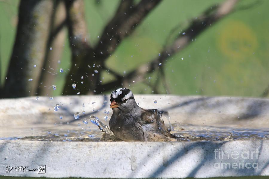 White-Crowned Sparrow Bathing Photograph by J McCombie