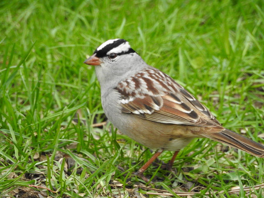 White Crowned Sparrow Photograph by Betty-Anne McDonald