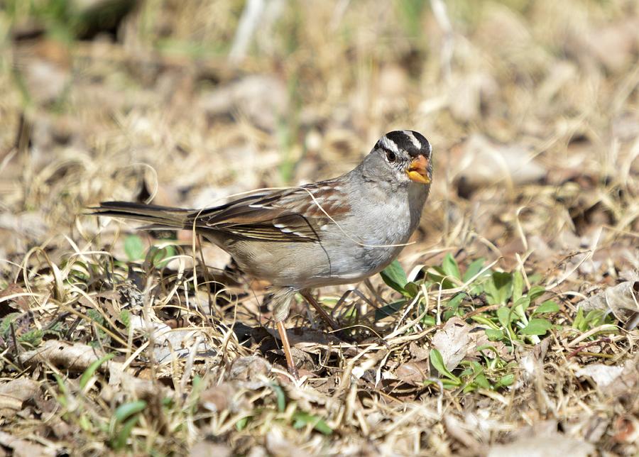 White-crowned Sparrow Photograph by Bonfire Photography