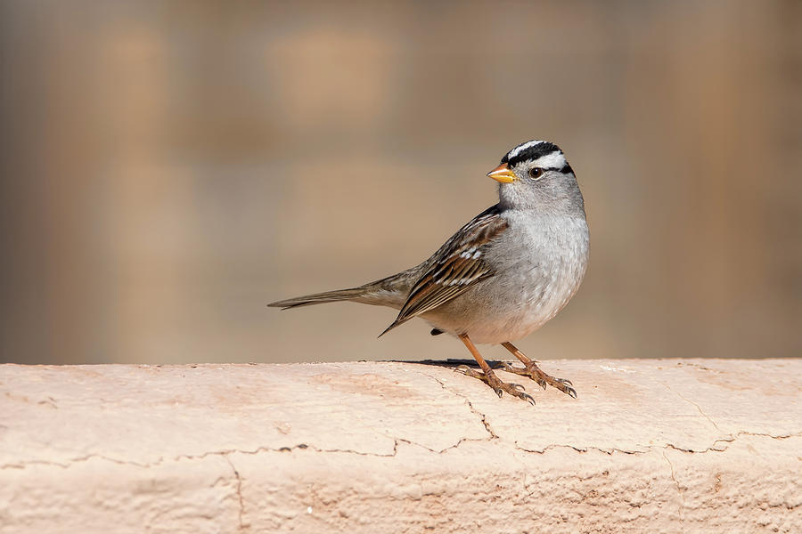 White Crowned Sparrow Photograph by Dan McManus
