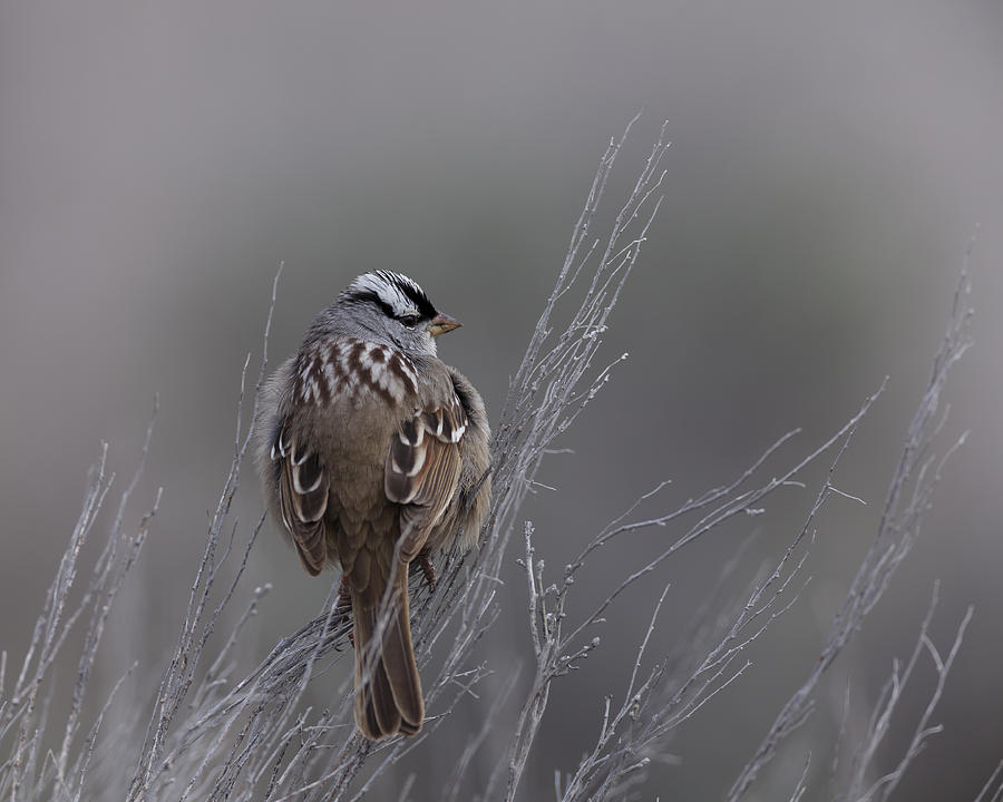 White-Crowned Sparrow Photograph by David Watkins