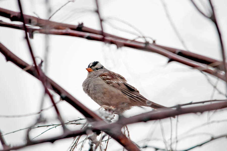 Song Birds Photograph - White Crowned Sparrow  by Eric  Nelson 