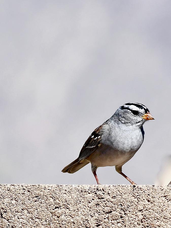 White Crowned Sparrow Photograph by Hella Buchheim
