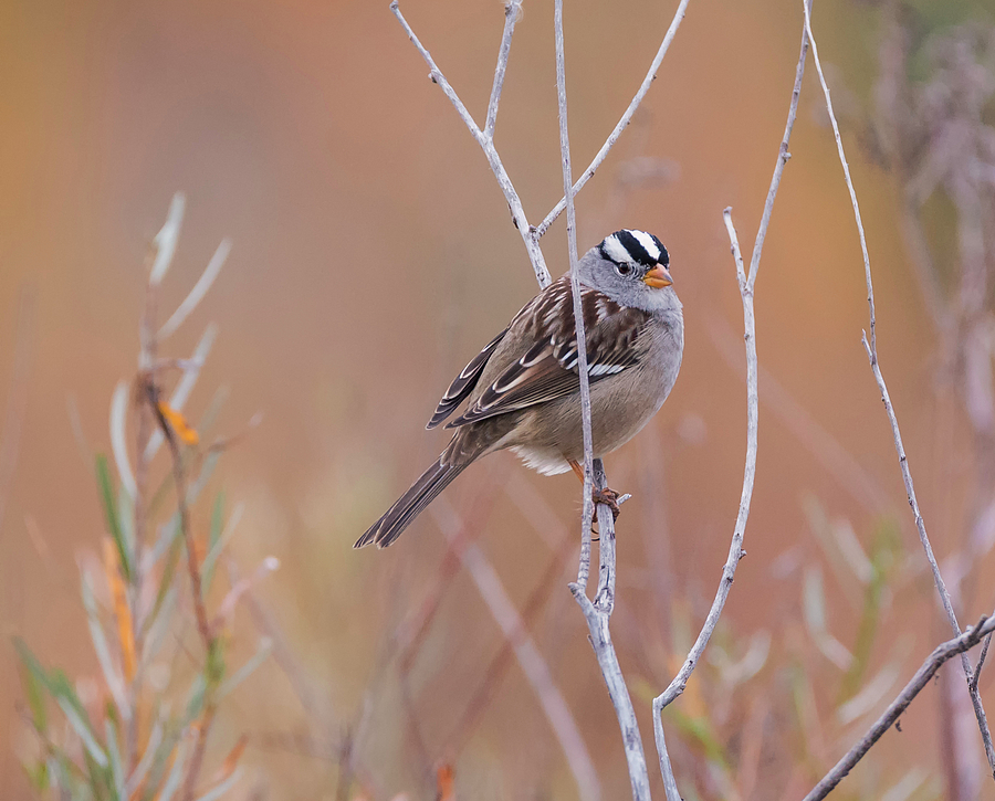 White Crowned Sparrow in Autumn Photograph by Loree Johnson