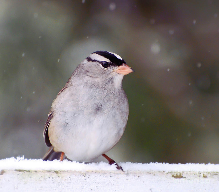 White-crowned Sparrow in Falling Snow Photograph by Kerri Farley