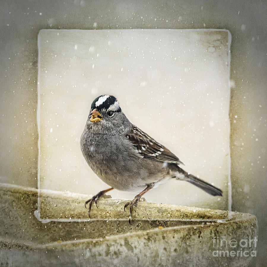 Up Movie Photograph - White Crowned Sparrow in Snow Frame by Janice Pariza