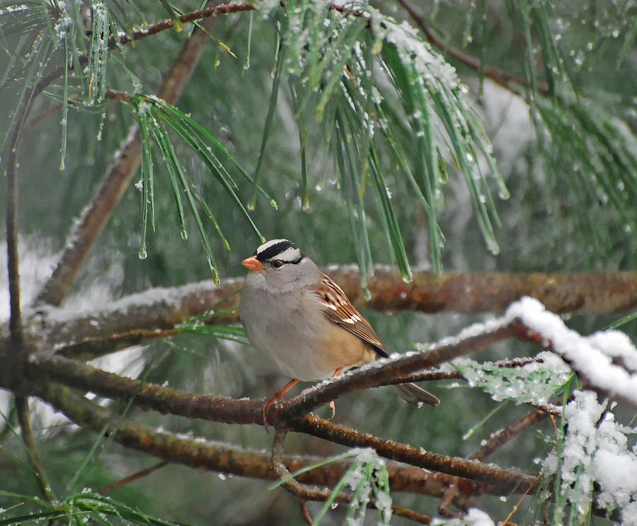 White-crowned Sparrow In The Snow Photograph by Kerri Farley