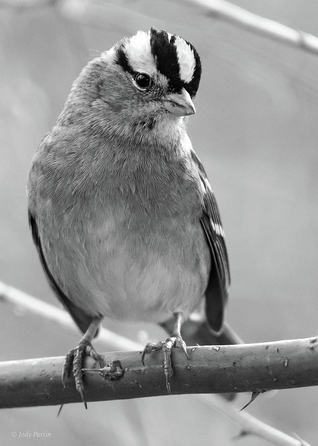 White-crowned Sparrow Photograph by Jody Partin