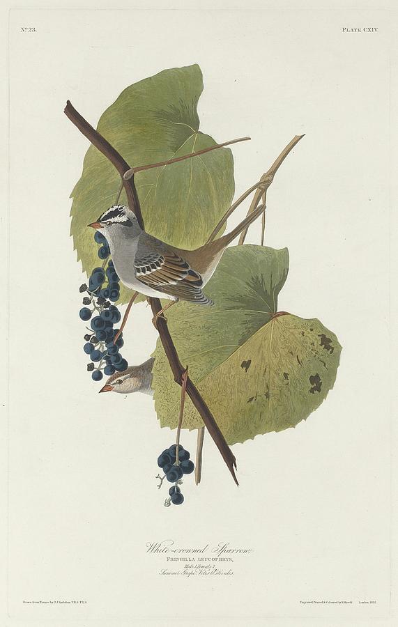John James Audubon Drawing - White-Crowned Sparrow by Dreyer Wildlife Print Collections 