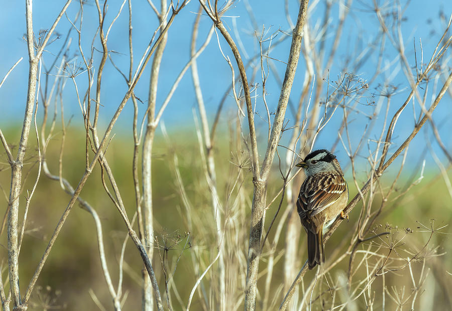 White Crowned Sparrow Photograph by Jonathan Nguyen