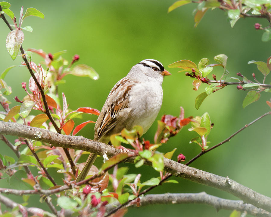 White-crowned Sparrow Photograph by Kristin Hatt