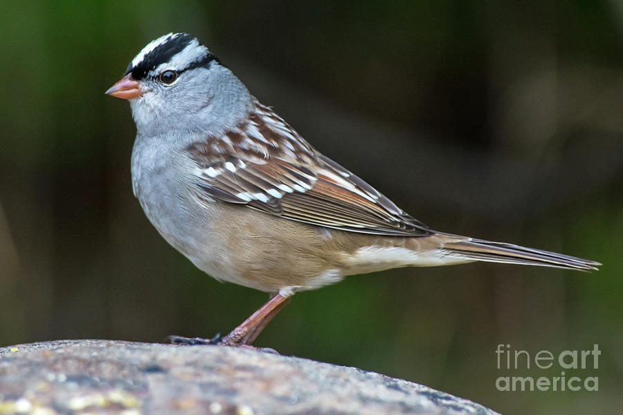 White-crowned Sparrow Photograph