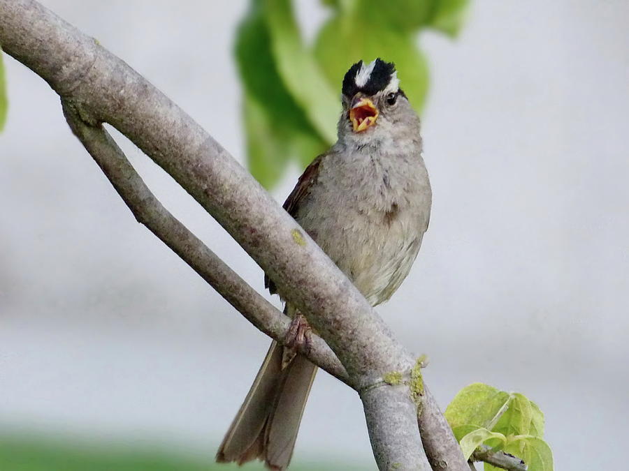 White-crowned Sparrow song Photograph by Lyuba Filatova
