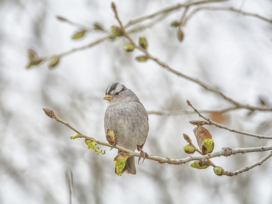 White-crowned Sparrow Photograph by Tam Ryan
