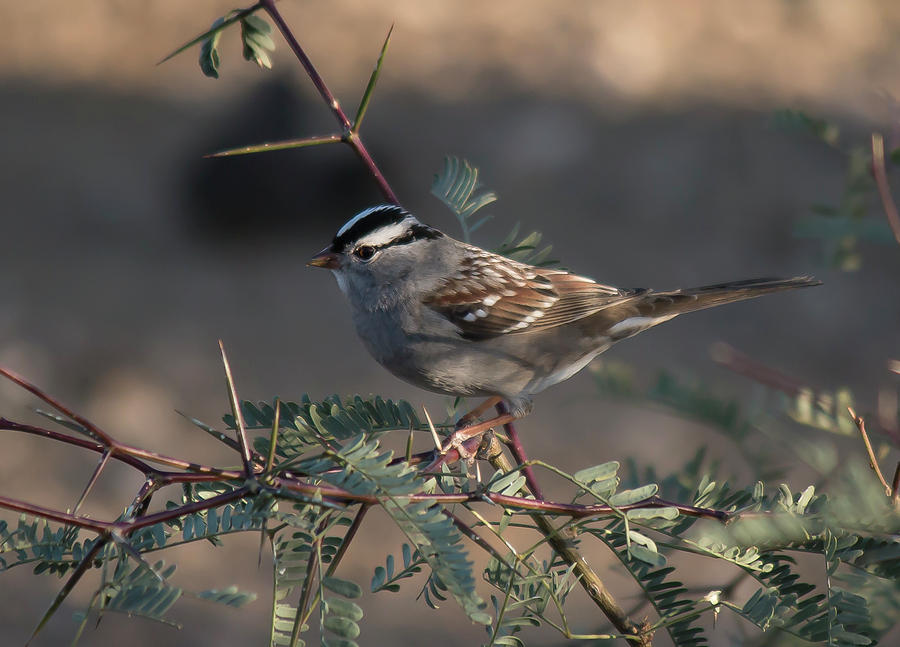 White Crowned Sparrow Photograph by Teresa Wilson