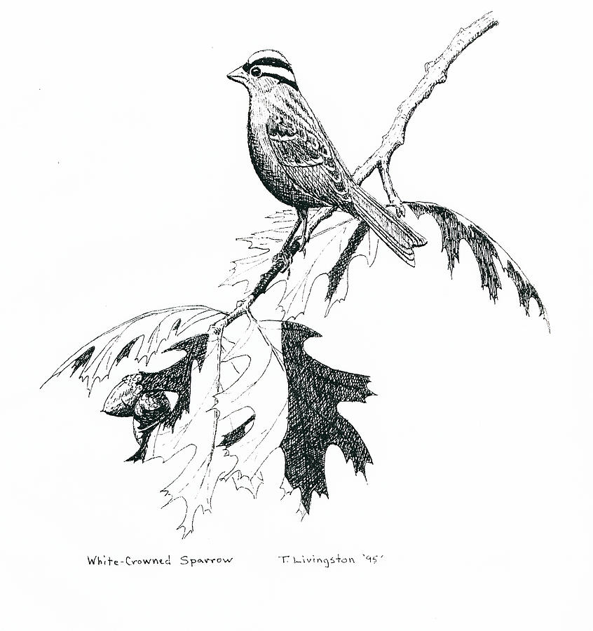 White Crowned Sparrow Drawing by Timothy Livingston