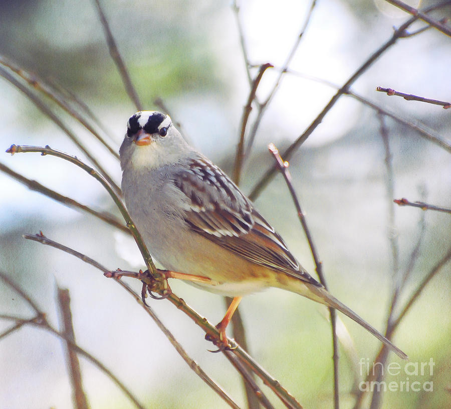 White-crowned Sparrow Watching Me Photograph by Kerri Farley