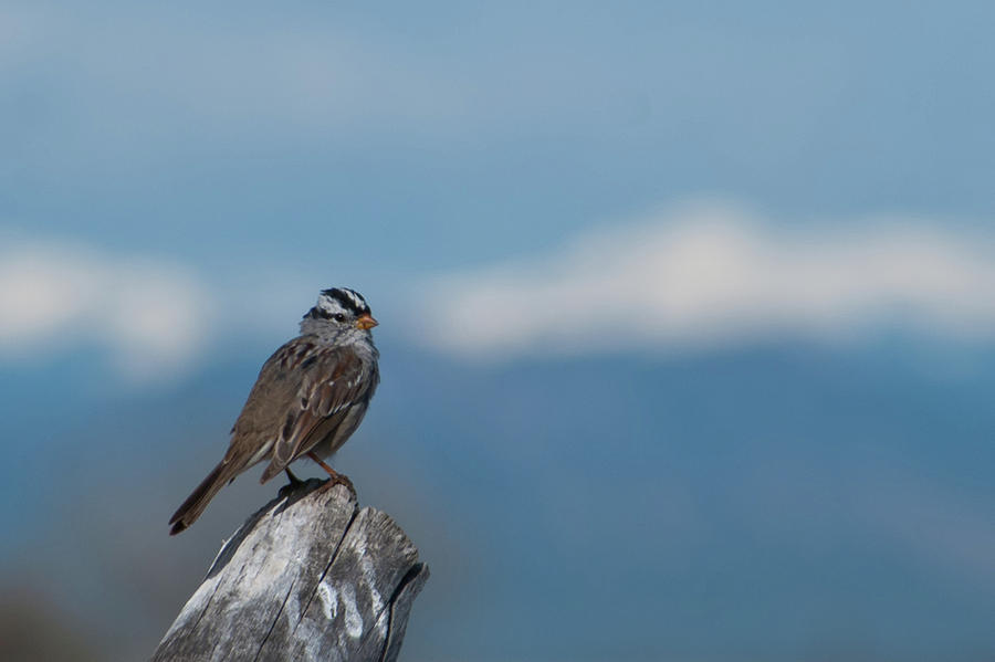 White-crowned Sparrow with Mountain Backdrop Photograph by Cascade Colors